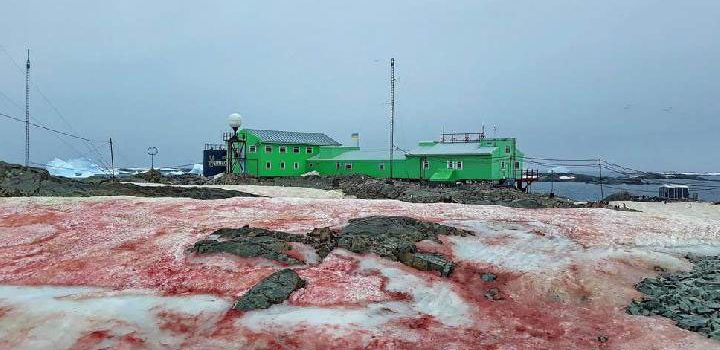 Antartika Diserbu Salju Merah