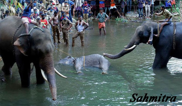 Tega! Gajah Hamil Tewas Usai Diberi Nanas Berisi Petasan, Mati dalam Posisi Berdiri