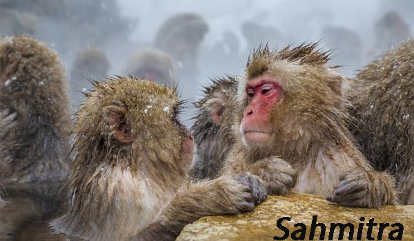 Pola Pikir Monyet-Manusia Lebih Mirip dari Perkiraan Sebelumnya
