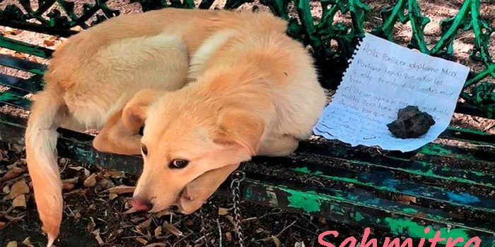 Anak Anjing Ditemukan Dirantai di Bangku Taman dengan Catatan Memilukan