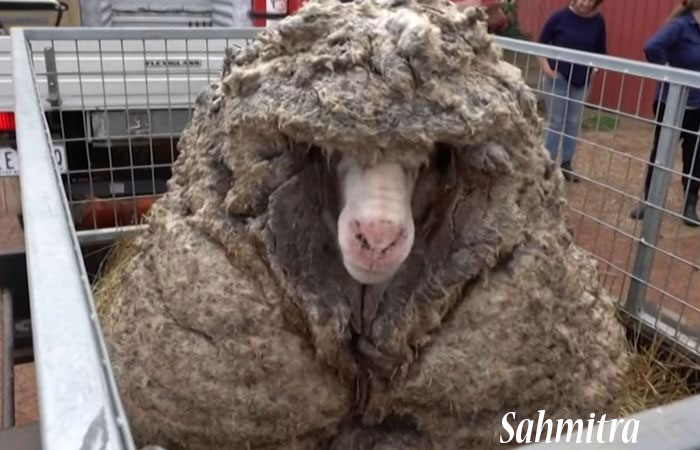 Domba “Gondrong” Berhasil Diselamatkan, Berat Bulunya 35 Kg Setelah Dicukur