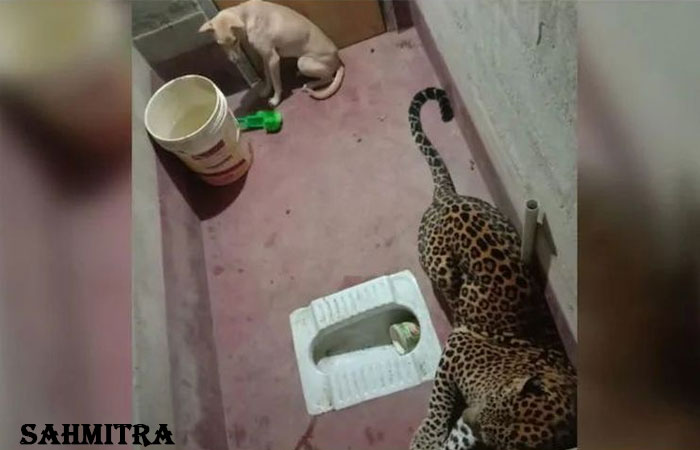 Video Anjing 7 Jam Terkurung Bersama Macan Tutul, Akhir Ceritanya Mendebarkan